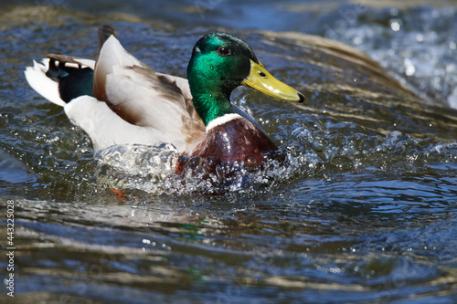 Stockenten Erpel im Frühjahr in der Spree bei der Futtersuche	