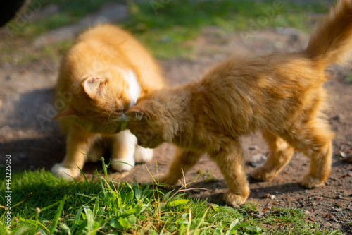 cats who love each other