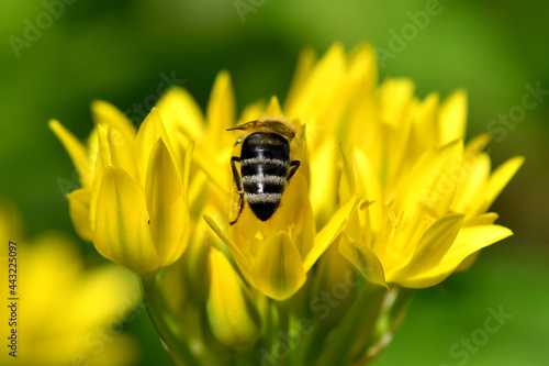 bee on yellow flower of magical herb moly photo