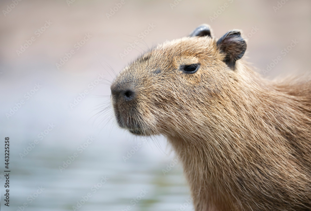 Portrait of a young Capybara against clear background Portrait of a young Capybara against clear background