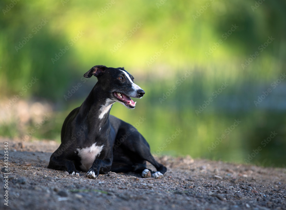 black whippet dog lies on the river bank