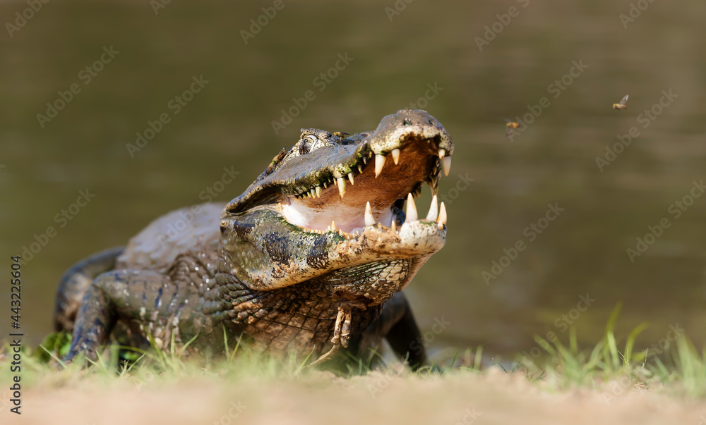 Obraz premium Yacare caiman with open jaws