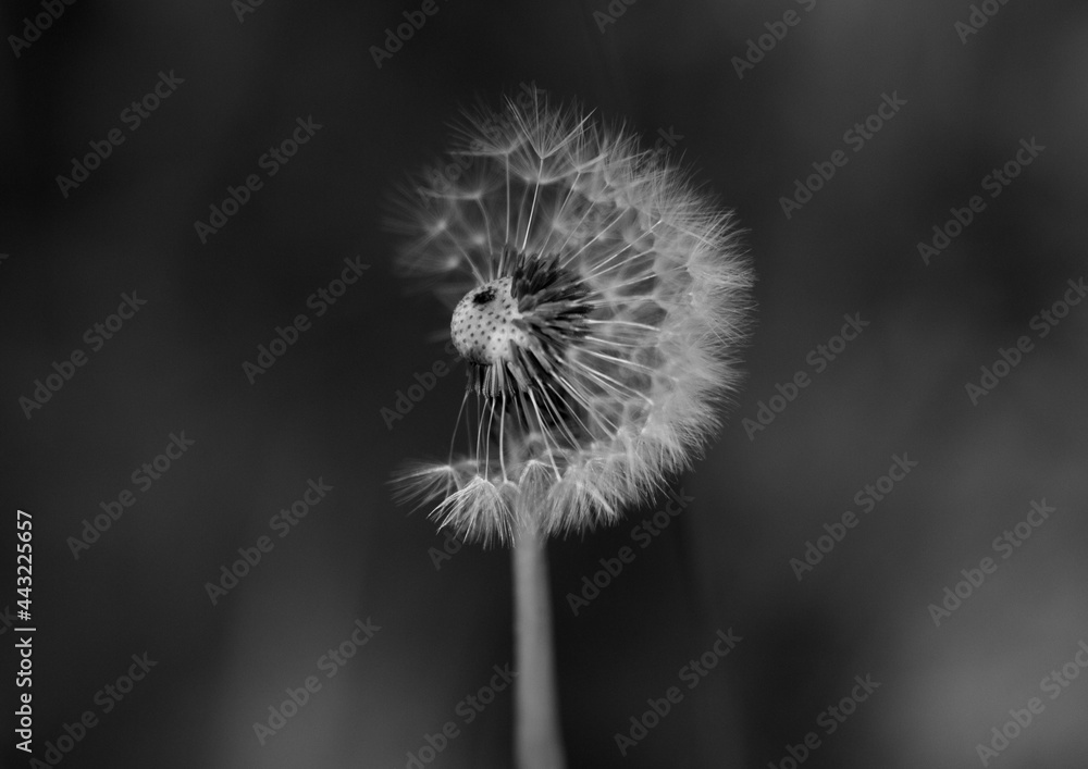 Fototapeta premium #dandelion, flower, nature, 