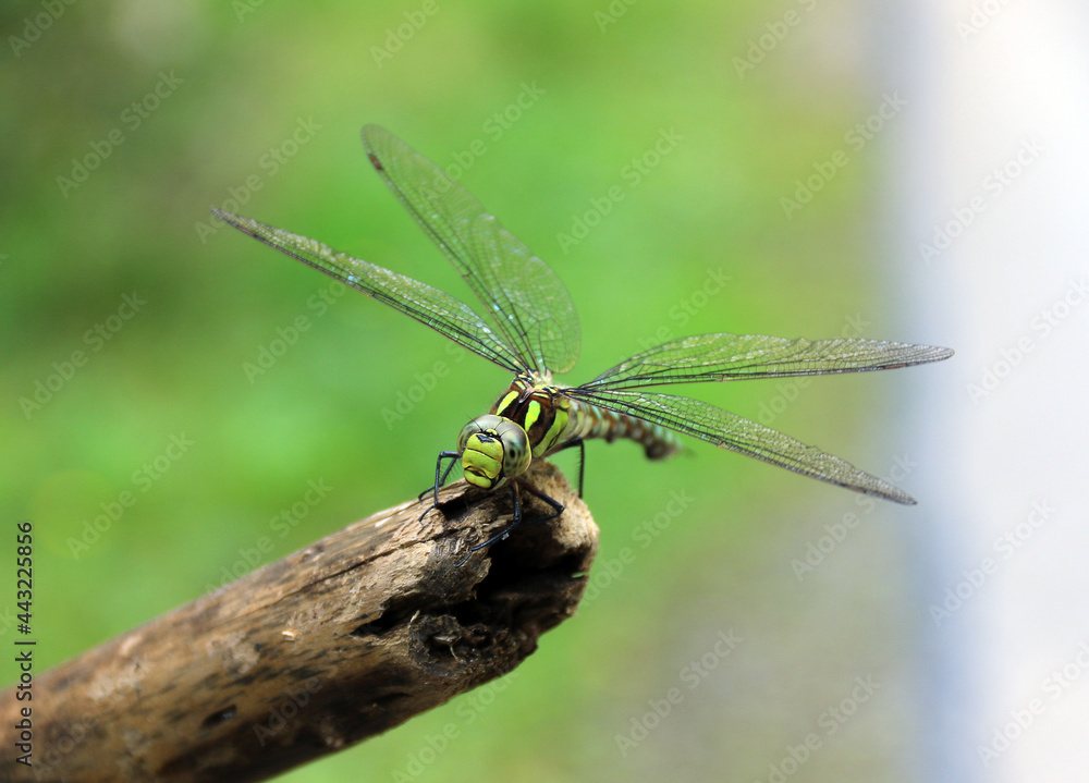 Close-up of a dragonfly sitting on a wooden stick Close-up of a dragonfly sitting on a wooden stick