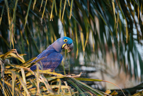 Hyacinth macaw perched in a palm tree