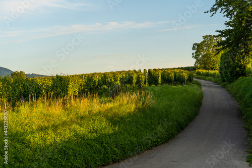 Bei Staufen im Sommer photo