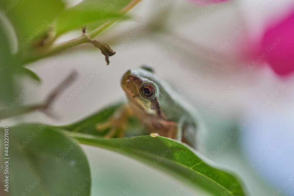 アマガエル アマガエル