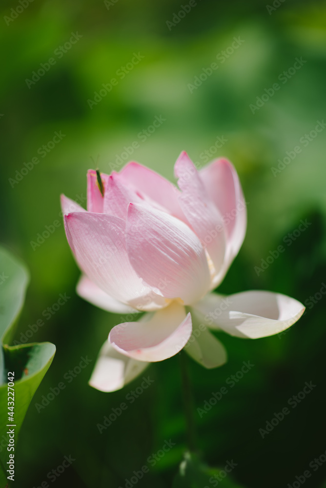 pink lotus in the garden