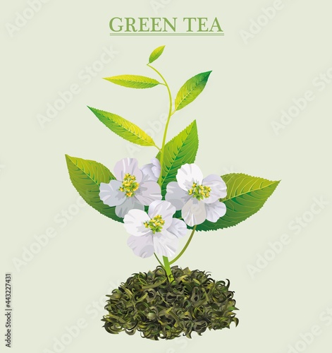 Green tea is one of the most ancient and popular drinks white flower green leaves
