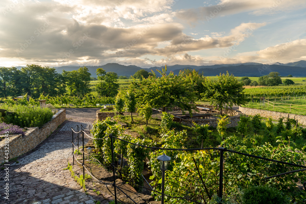 Bei Heitersheim -Staufen im Sommer