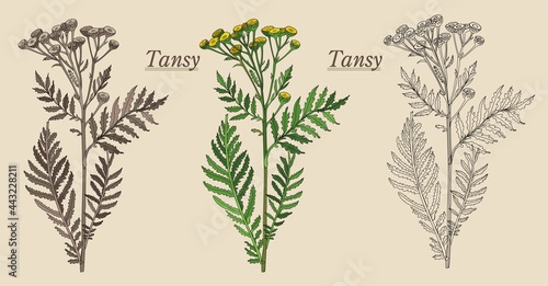  tansy is a useful plant for the pharmacy from various diseases of yellow color strongly smelling