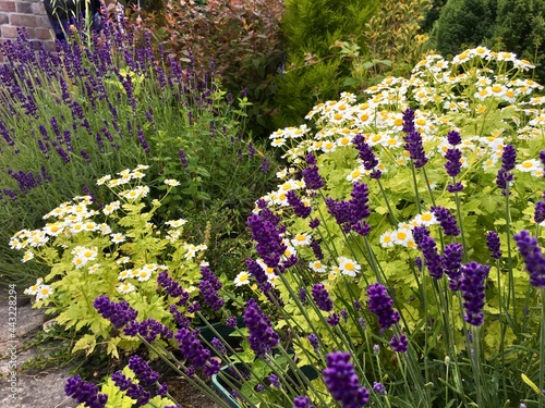 Feverfew and lavender in a herb garden photo