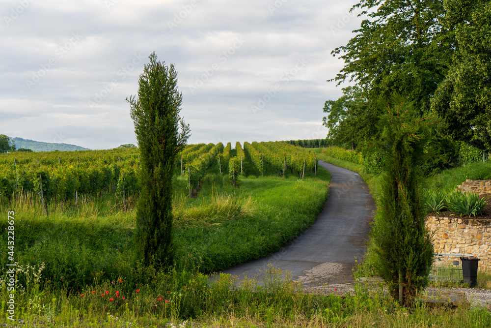 Bei Heitersheim -Staufen im Sommer