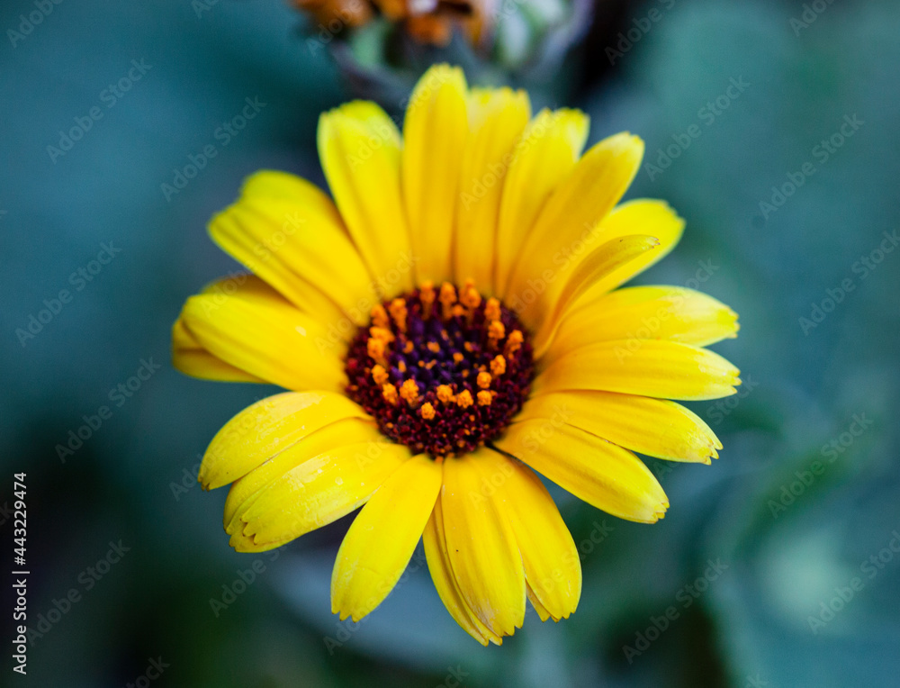 close up of single yellow calendula flower close up of single yellow calendula flower