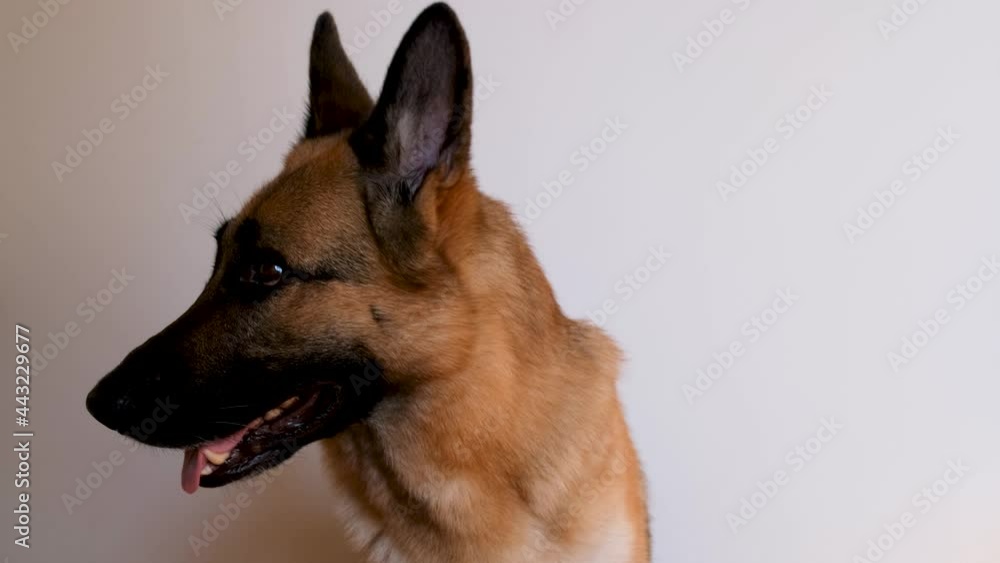 Vidéo Stock German shepherd sits on white background and looks