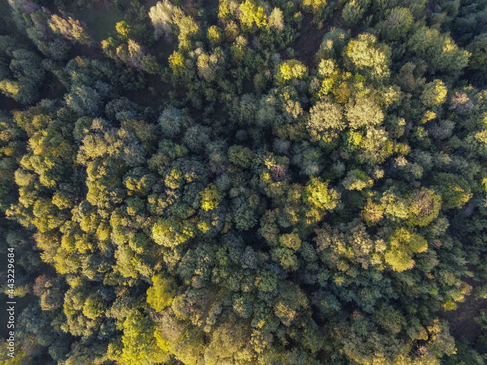Forest in october - aerial view Forest in october - aerial view