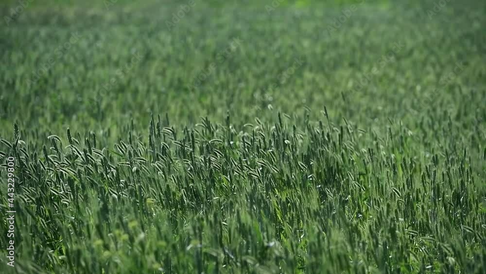 Winter wheat seedlings Winter wheat seedlings