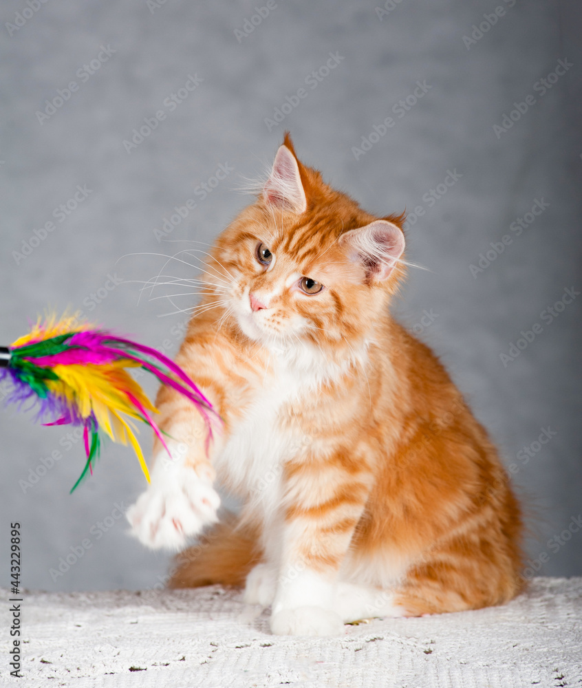 Red fur maine coon playing