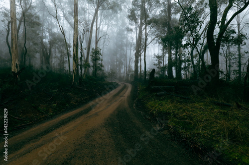 Dirt road in the forest leading into bend surrounded by tall gum trees in foggy bush mountain setting
