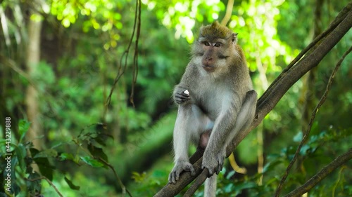 Monkeys in the natural environment. Bali, Indonesia. Long-tailed macaques, Macaca fascicularis photo