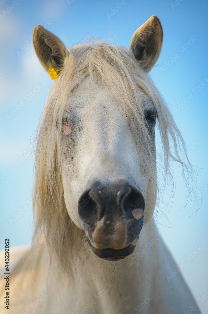 White draft horse with little flower behind ear