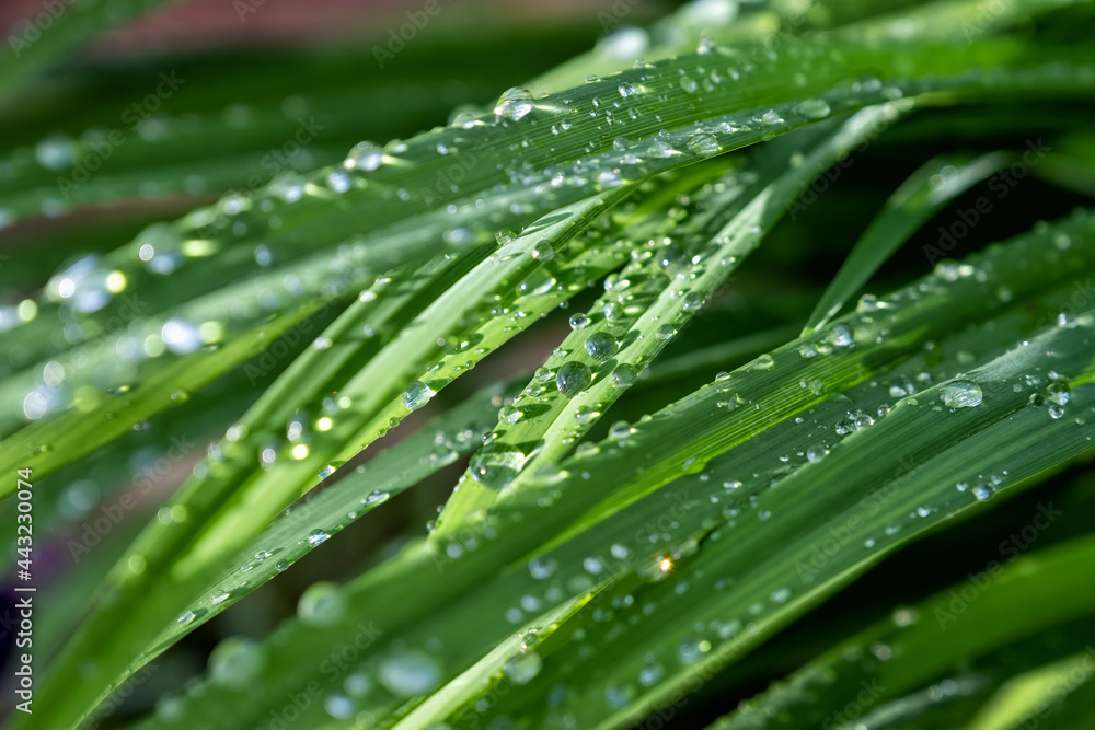 rain on the grass rain on the grass
