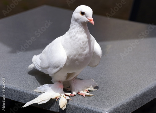 Weiße Taube auf einem Tisch photo