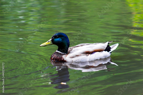 Close-up of a beautiful duck drake on a lake. Wildlife