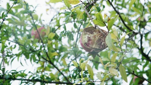 Overripe opened pomegranate fruit growing on tree. Unpleasant red pomegranate on tree. Spoiled unfresh fruits on the branch of Garnet tree. Natural food concept photo