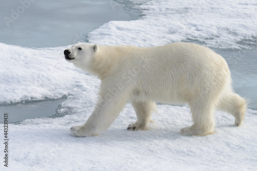 Wild polar bear on pack ice in Arctic © Alexey Seafarer