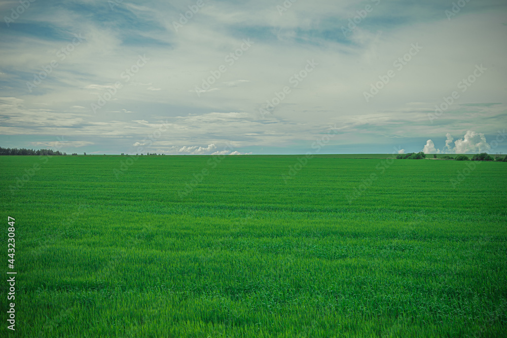 endless fields of green grass in Russia endless fields of green grass in Russia