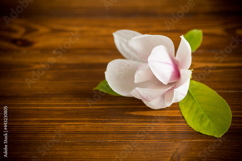 one pink flower on a branch of blooming magnolia on a wooden table