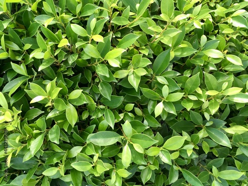 Wallpaper Mural green leaves background Torontodigital.ca