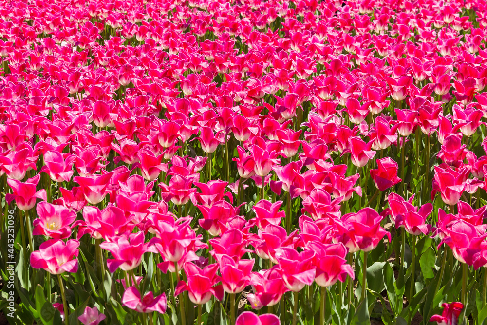 field of pink tulips field of pink tulips