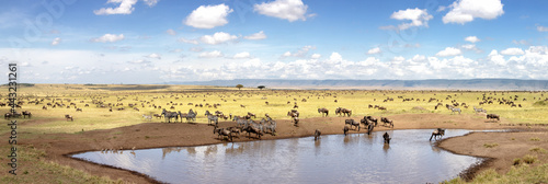 Panorama of zebra and wildebeest at a waterhole in the Masai Mara photo