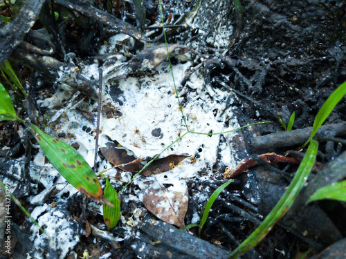 latex from hardened rubber trees.