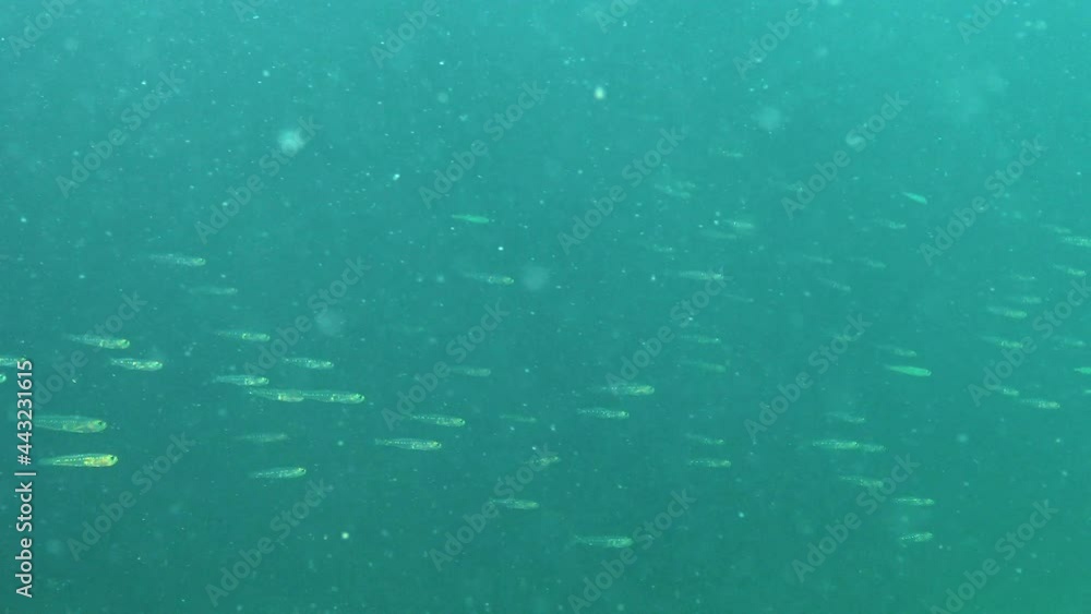 The transparent goby (Aphia minuta), small pelagic fish swim in the water column. Black Sea. The transparent goby (Aphia minuta), small pelagic fish swim in the water column. Black Sea.