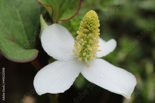 Houttuynia cordata(chameleon plant) blooming in a shady garden photo