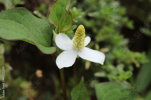 Houttuynia cordata(chameleon plant) blooming in a shady garden photo