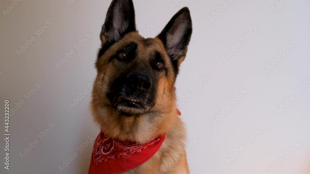 German Shepherd wears red bandana and smiles. Dog with bandage around