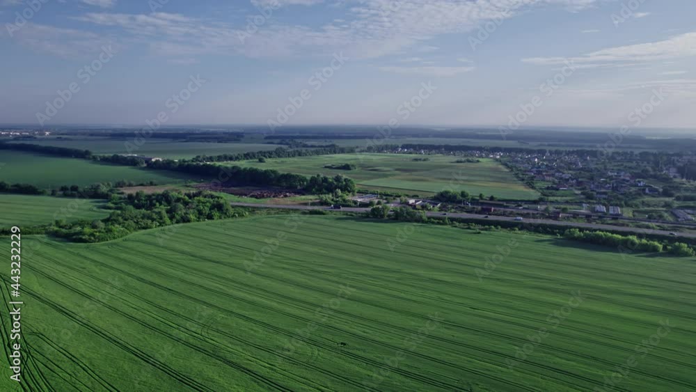 Drone flying over a cornfield during summer Drone flying over a cornfield during summer