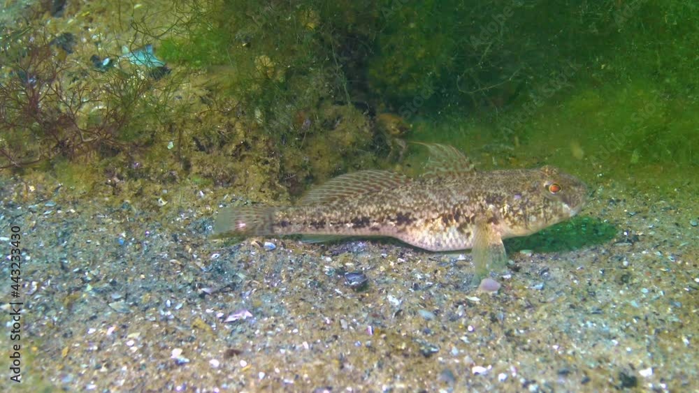 The black goby (Gobius niger) floats above the seabed, the Black Sea. The black goby (Gobius niger) floats above the seabed, the Black Sea.