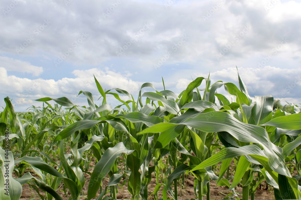 A young cornfield grows in summer. cloudy windy day A young cornfield grows in summer. cloudy windy day