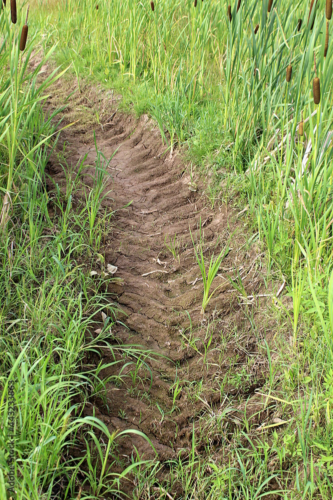 On a summer day, cattail grows in a swampy area On a summer day, cattail grows in a swampy area