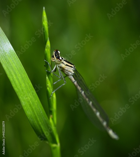 dragonfly on a leaf