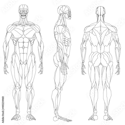 Set with contour of human musculature isolated on white background. Front, side and back views. Vector illustration
