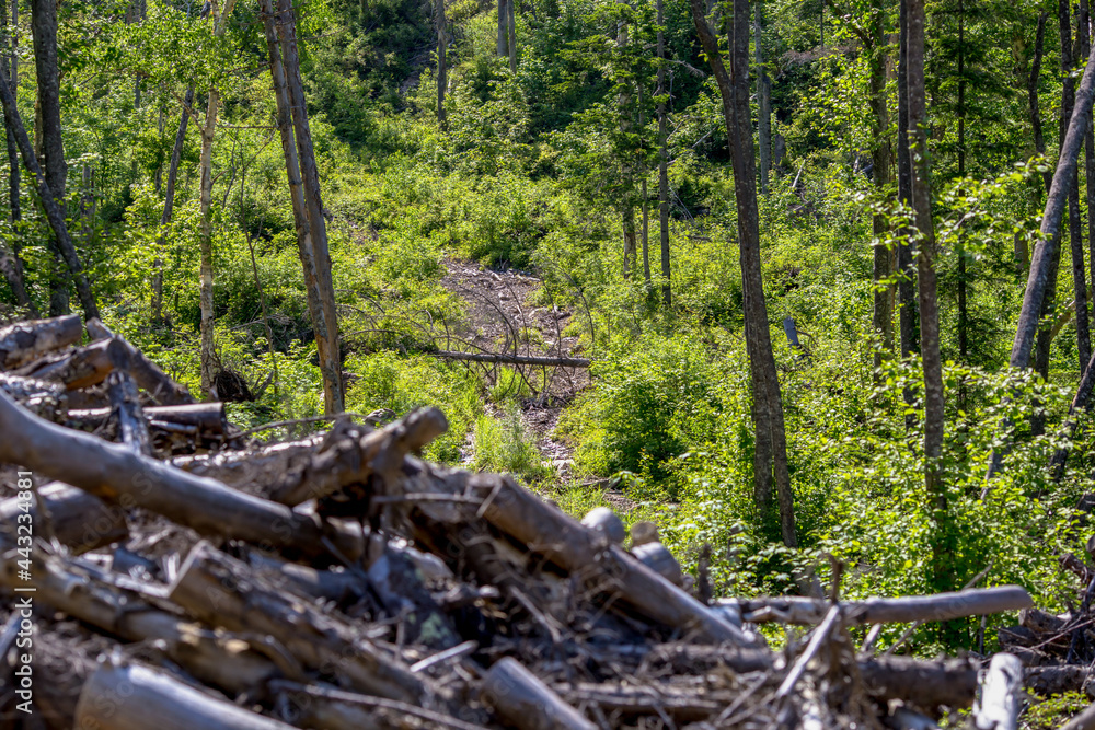 An old felling area with a destroyed forest in the taiga. A road washed out by a heavy downpour in the taiga. An old felling area with a destroyed forest in the taiga. A road washed out by a heavy downpour in the taiga.