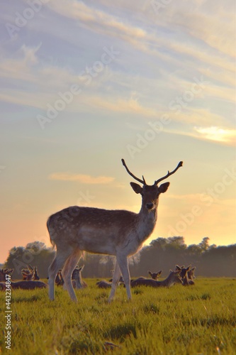 Deer at sunset © Manon