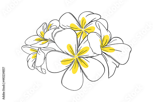 Frangipani or plumeria tropical flower for leis. Frangipani with yellow petals isolated in white background. Outline vector illustration