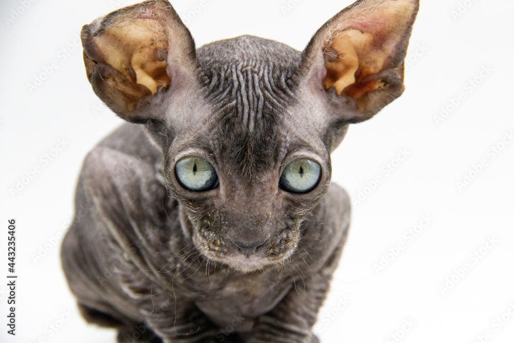 Beautiful gray Sphynx kitten sit oh the white background.